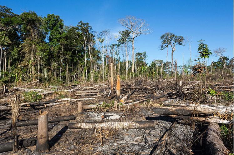 Brasil, amazonia, deforestacion