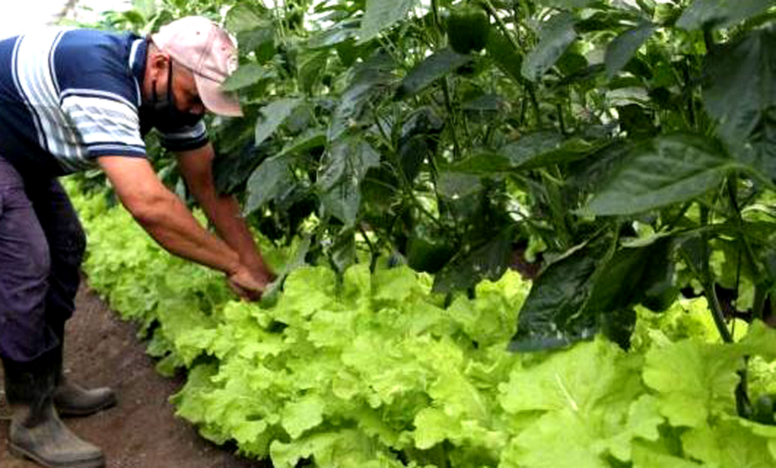 progress-in-urban-agriculture-in-cuba-acknowledged