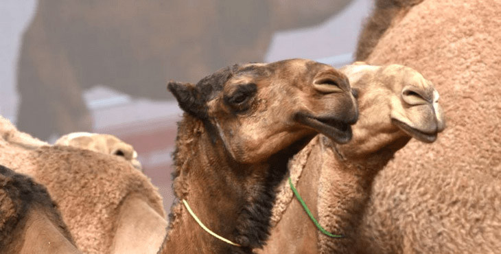 ARabia Saudita, camellos, concurso, fraude