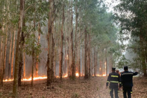Incendio-Forest-Uruguay-300x200