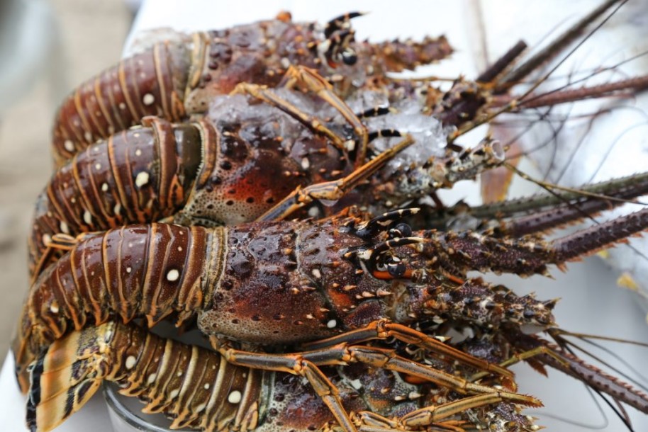 nicaragua-expects-to-export-lobster-to-european-union-countries
