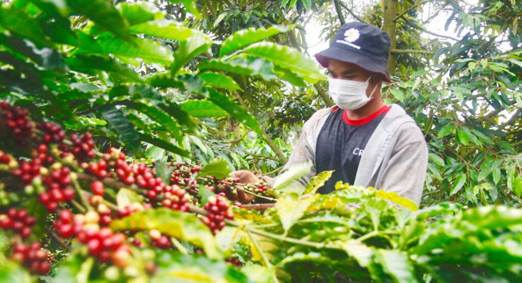 vietnam-becomes-worlds-second-largest-coffee-exporter