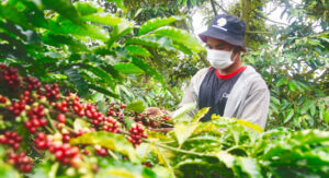 vietnam-becomes-worlds-second-largest-coffee-exporter