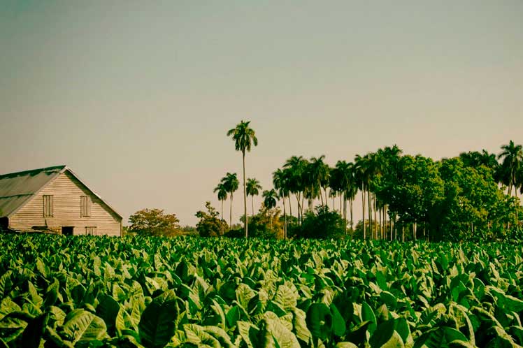 Cuba-variedades-tabaco.jpg