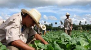 Cuba, bloqueo, EEUU, afectaciones, agricultura, alimentos