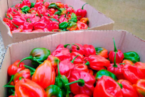 Cuba, matanzas, diversificación, exportaciones