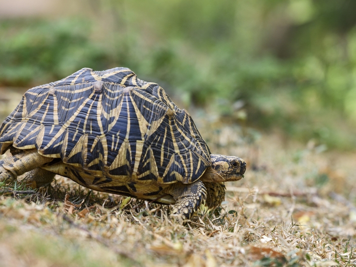 Pet trade driving disappearance of India's most beautiful tortoise - Prensa  Latina