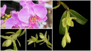 20-new-orchid-species-found-in-costa-rica