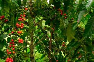 el-salvador-discovers-potential-of-agro-ecological-products