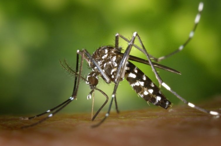 Dominicana, dengue, casos, aumento