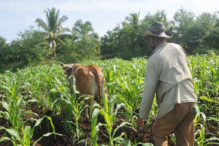 agricultural-rehabilitation-projects-advance-in-cuba
