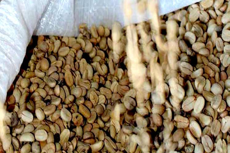 Cuba, café, siembra, llanos