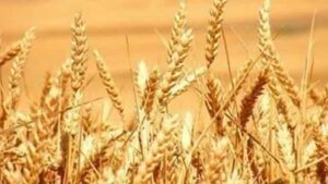egypt-assures-to-have-enough-wheat-reserve-facing-crisis
