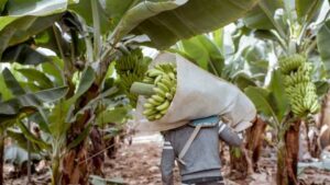 Government of Ecuador prepares relief plan for banana growers