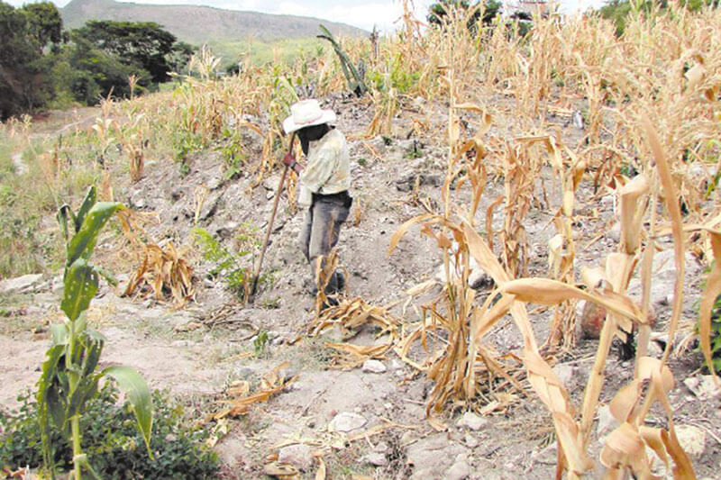Guatemala leads food insecurity figures in Central America - Vimarsana News