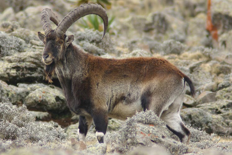 Walia, Ethiopia's iconic goat is in danger - Vimarsana News