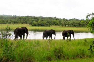 Malawi-elefantes-protección