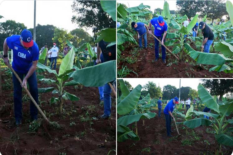 Cuba, Díaz-Canel, trabajo, voluntario