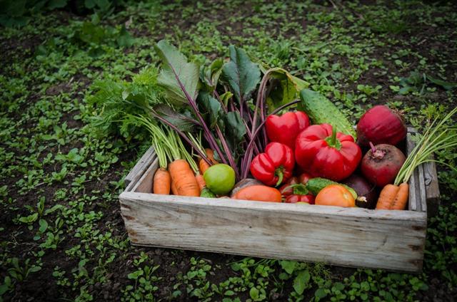 Cuba favors communication to promote food sovereignty - Vimarsana News