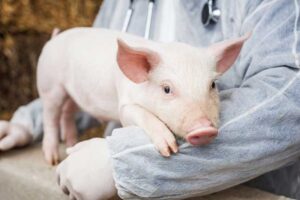 scientists-call-for-clinical-trials-for-pig-to-human-organ-transplant