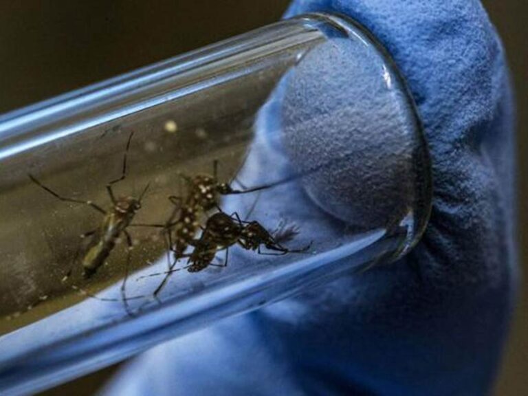 Mosquito-Aedes-Agipty-dengue