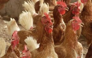 Panama gripe aviar