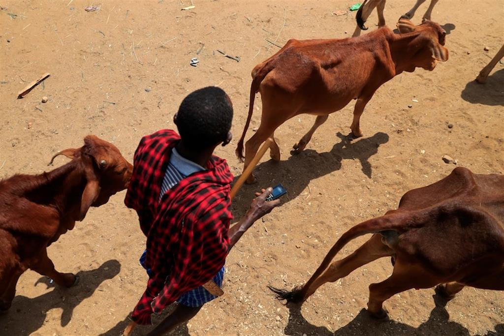 kenia ganado sequia