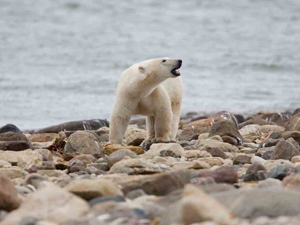 population-of-polar-bears-decline-in-northeastern-canada