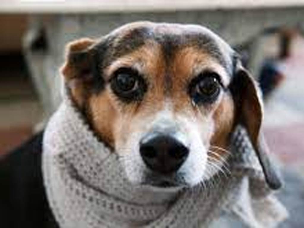 Cuba wearing a scarf - Vimarsana News