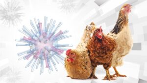 ecuador-reports-new-bird-flu-cases-nationwide