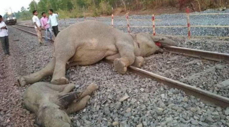 India: Over 63,000 animals killed on rail tracks from 2017 to 2021 - Prensa  Latina