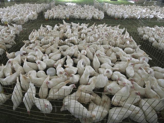 Chile rules out human infection from avian flu - Vimarsana News