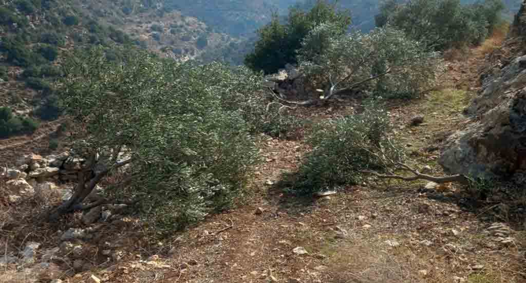 israeli-settlers-set-fire-to-crops-and-seize-palestinian-land