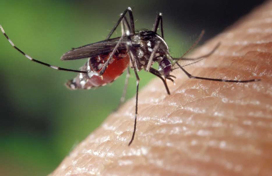Dengue-chikungunya