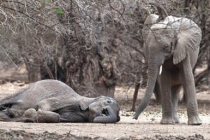 elefantes-Zimbabwe