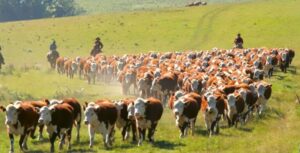 Uruguay-ganado-768x391-1