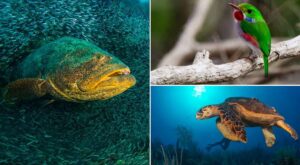 president-of-cuba-greets-world-wildlife-day