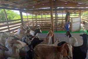 fao-releases-initiative-to-boost-livestock-in-cuba